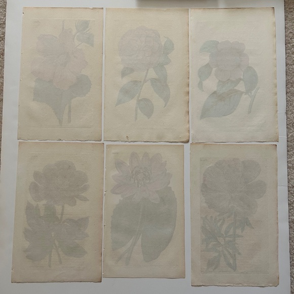 6 Curtis 1800’s Hand-colored Engravings Peony, Hibiscus, Camellia, Water Lily - Picture 9 of 13